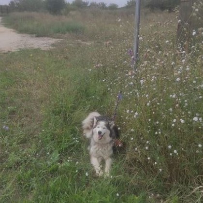 Завързаха и изоставиха куче на път в Пазарджишко, ще намери ли спасител?