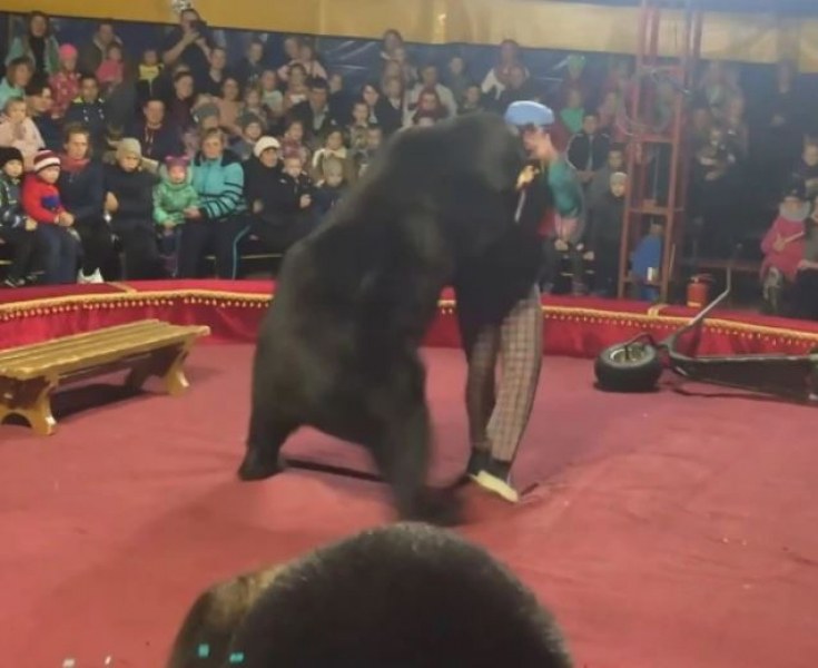 Циркова мечка нападна дресьора си. Инцидентът станал в руски цирк,