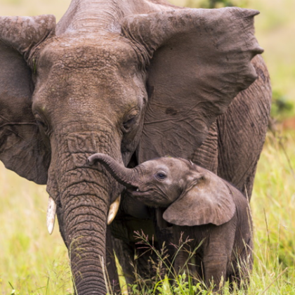 Бебе слонче се роди в зоопарк във Великобритания Новото попълнение на