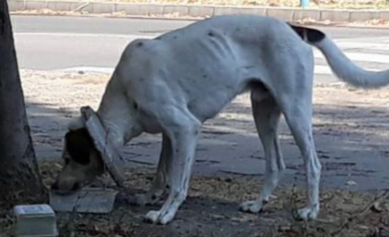 Куче с бетонен обръч на врата обикаля по улиците на Димитровград СНИМКА