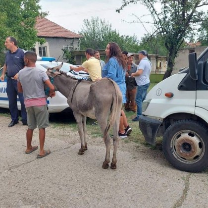Откраднато магаренце се върна у дома СНИМКИ