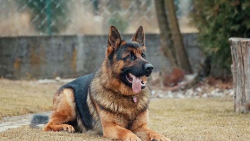 Полицейско куче намери 13 кг кокаин, скрит в инвалиден стол на летище