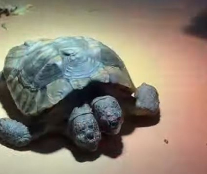 Двуглавата костенурка Янус стана на 25! ВИДЕО