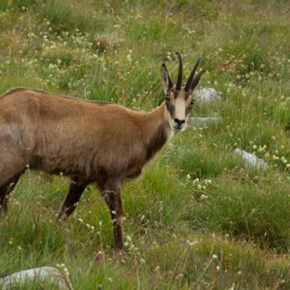 Браконеиерство  в Пирин Високо в планината неизвестни са обезглавили дива коза