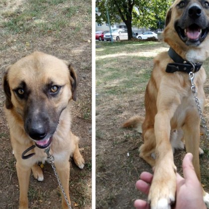 Красавецът Гринго си търси дом Кучето се скита из Пловдив