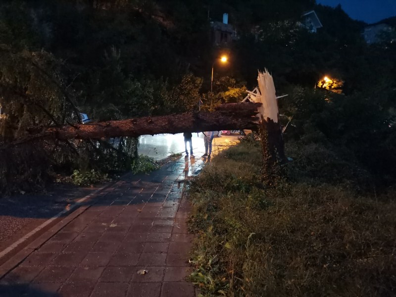 Големи дървета паднаха на пътя Асеновград-Смолян, спряха движението СНИМКИ