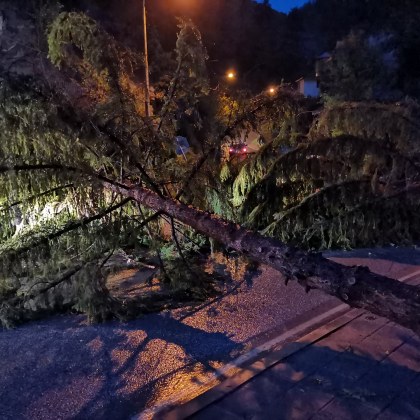 Падналите дървета на пътя Асеновград Смолян вече не са пречка за