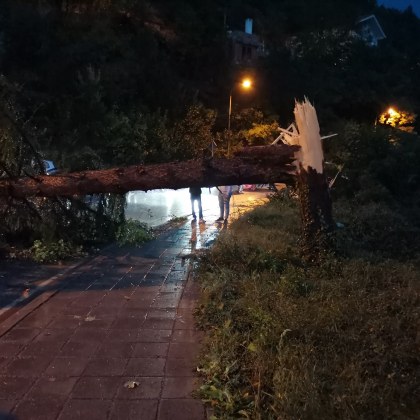 Големи дървета са паднали на пътя Асеновград Смолян в района на