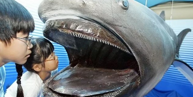 Изключително редки кадри! Заснеха две гигантски акули с огромна уста ВИДЕО