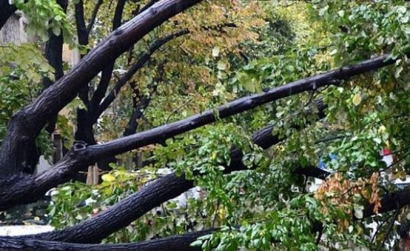 Дърво падна в двора на училище