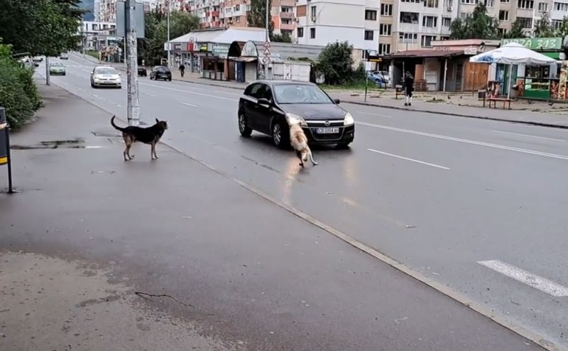 Глутница кучета вилнее в София ВИДЕО+СНИМКИ