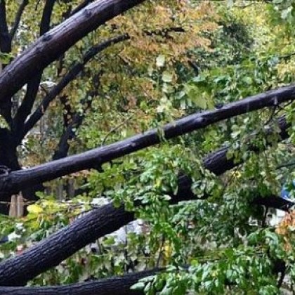 Дърво е паднало в двора на музикалното училище Проф Панчо Владигеров