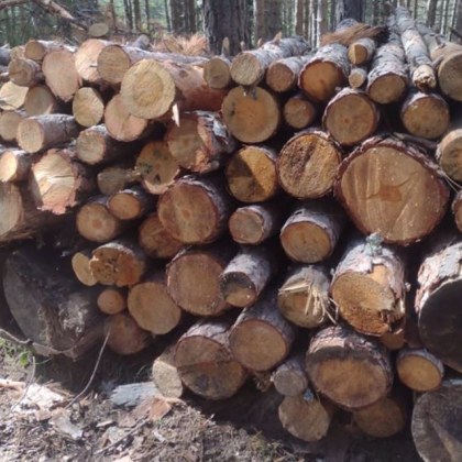 Полицаи от Трън задържаха четирима крадци опитали да отмъкнат дърва