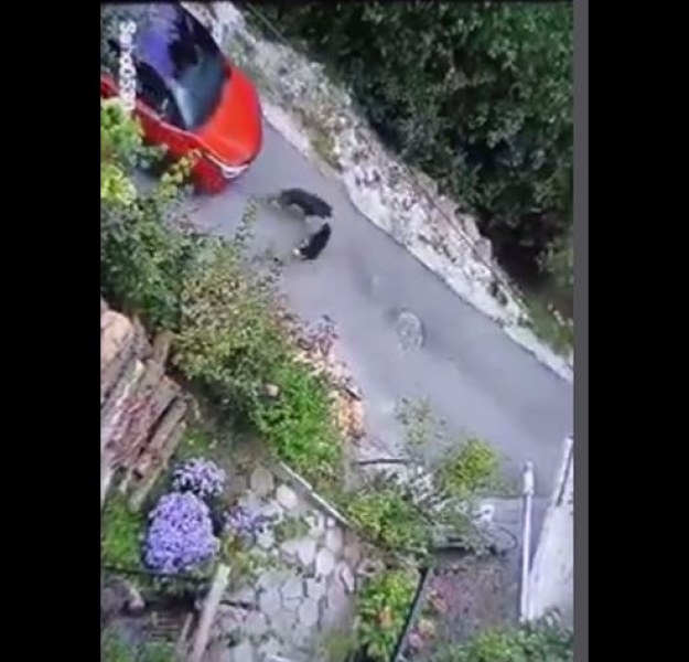 Видео с ужасяваща постъпка на шофьорка от Смолян ядоса мрежата.На