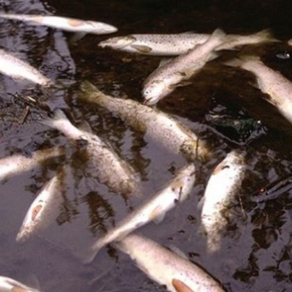 7 тона мъртва риба в язовир до ямболското село Окоп