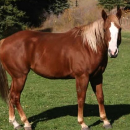 Полицейски слуцители откриха и върнаха открадната кобила на стопанина й