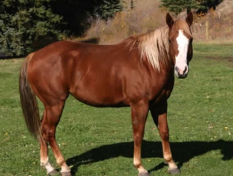 Откриха открадната кобила в Пловдивско