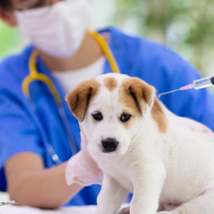 Ветеринарите знаели че кучето има непоносимост към определена ваксина но