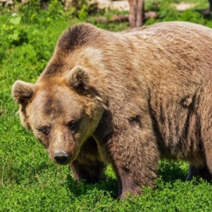 5 нови нападения на мечки са регистрирани през септември в