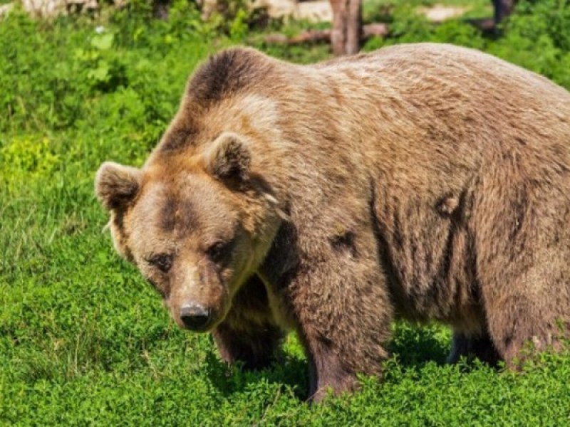 Нови нападения на мечки в Родопите