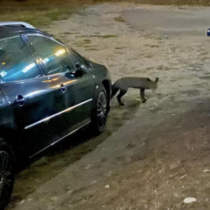 Лисиците са често срещани в горите но вече често могат