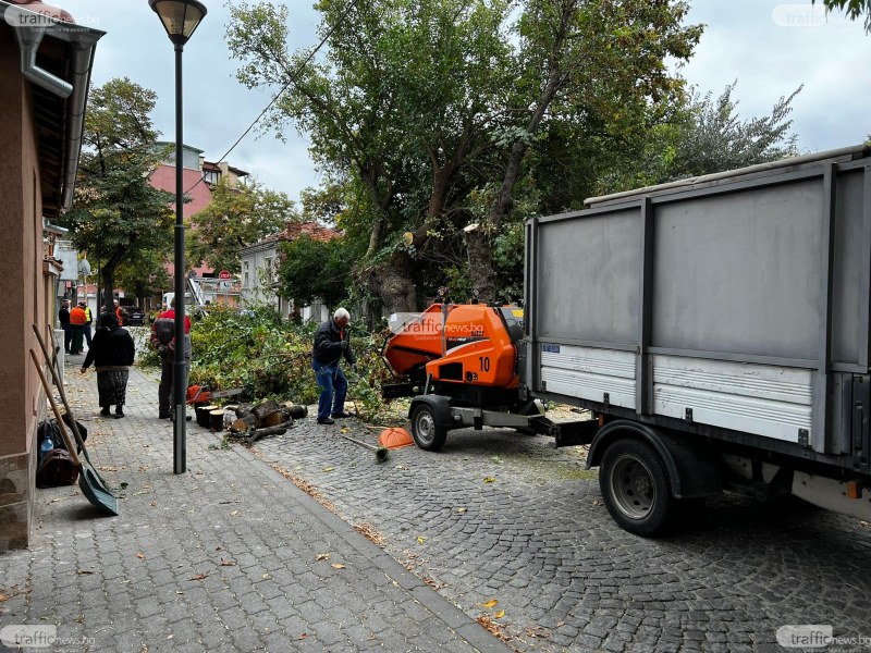 Пловдивчанин се качи на дърво, за да го предпази от сеч. Намесиха се полицаи СНИМКИ