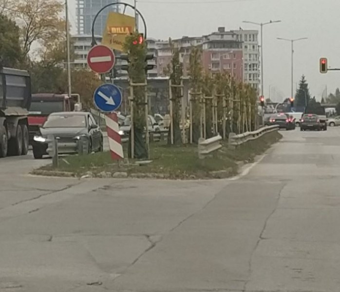Посадиха дърво точно пред светофар в София СНИМКА
