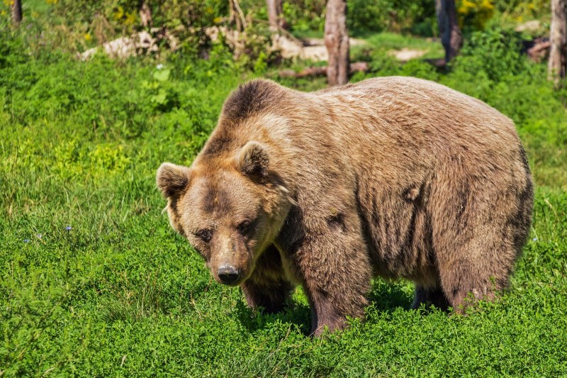 15 нападения от мечки в Смолянско, искат да отсрелят една