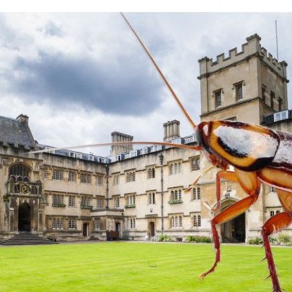 Оксофордски студенти са недоволни защото хлебарки нападнали две от кухните