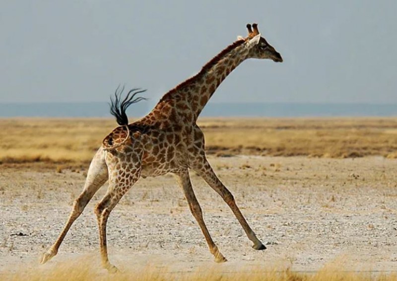 Жираф погуби дете в парк, майка му е в болница
