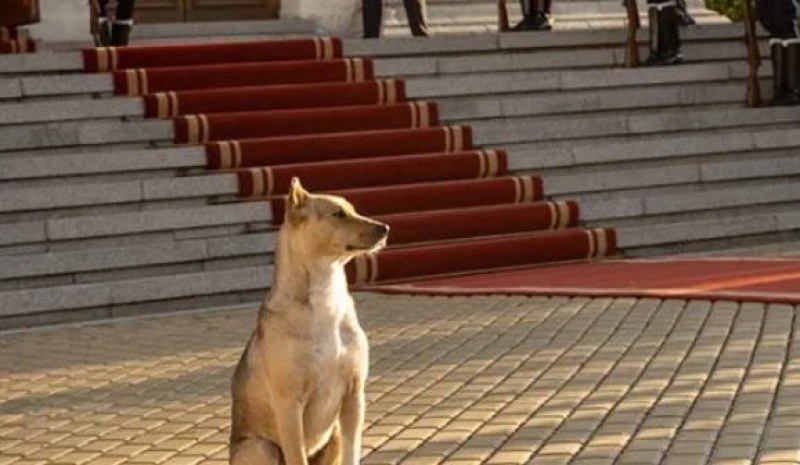 Кучето депутат е издирвано, за да бъде заловено и преместено