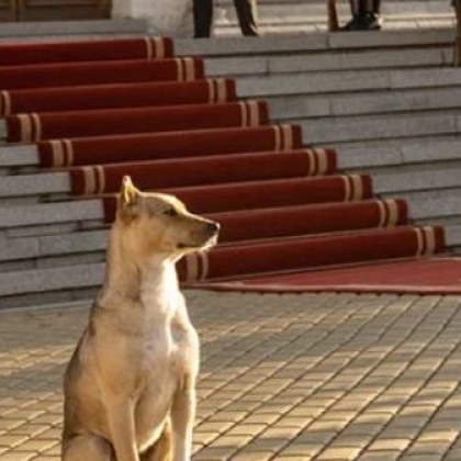 Кучето депутат е издирвано за да бъде заловено и преместено