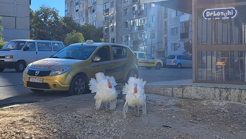 Пуйки си спретнаха разходка из квартал в Добрич СНИМКИ