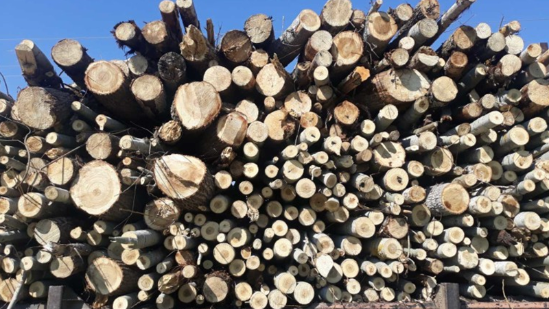 Около 20 куб. метра незаконно придобити дърва за огрев са