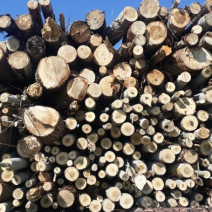 Около 20 куб метра незаконно придобити дърва за огрев са