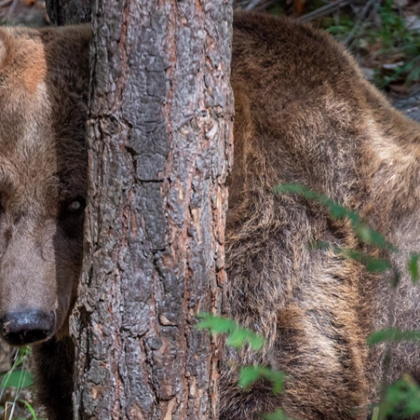 Хибернацията помага на мечките да оцелеят през гладния зимен сезон 32 годишната