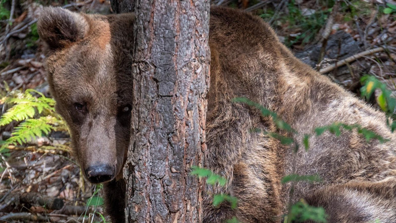 Хибернацията помага на мечките да оцелеят през гладния зимен сезон.32-годишната
