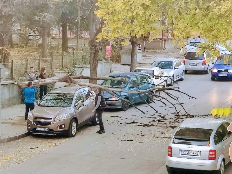 Дърво се стовари върху паркирана кола СНИМКИ