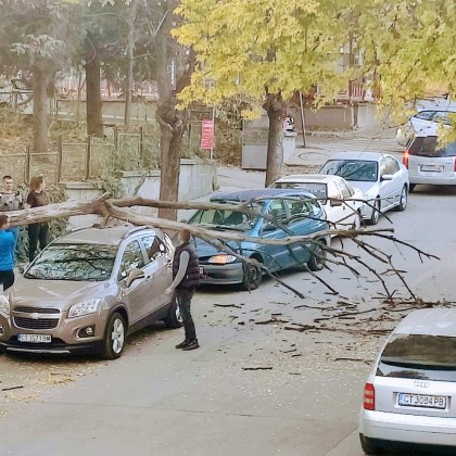 Дърво се стовари върху паркиран автомобил в Стара Загора Случката