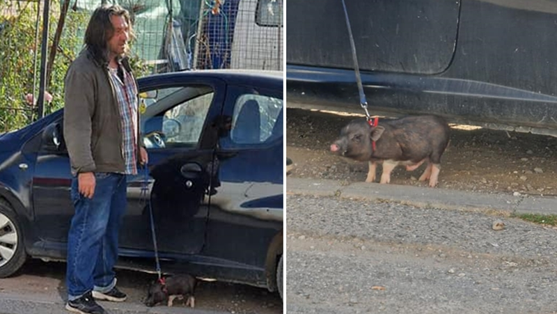 Мъж разходи прасе на каишка в столицата СНИМКИ