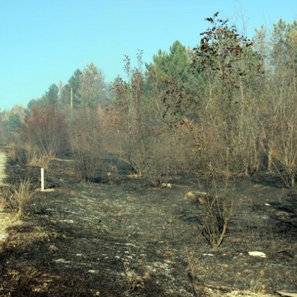 Седемстотин декара смесена гора е спасена от пожар възникнал на