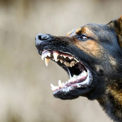 Полицейското управление във Велинград разследва случай на нахапано от куче