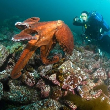 В провинция Британска Колумбия гмуркачка срещна в дълбините октопод който