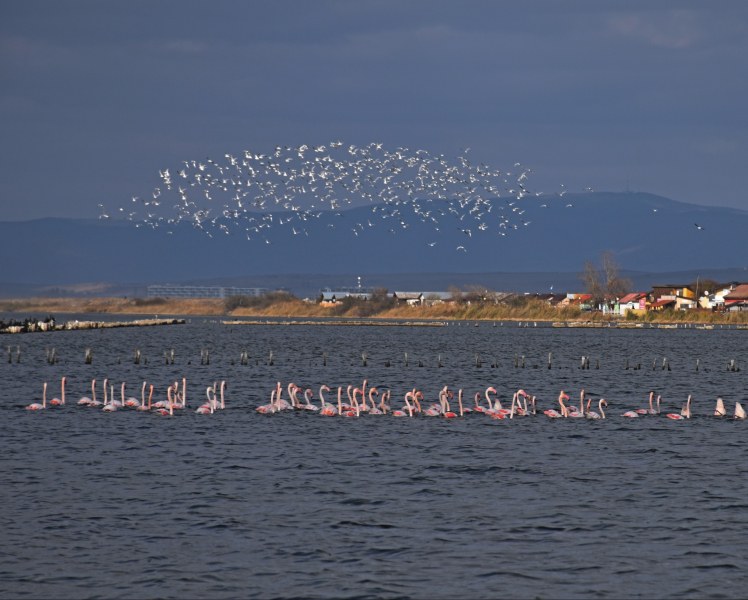 Поморийското солено езеро приюти колонии от екзотично розово фламинго! Новината