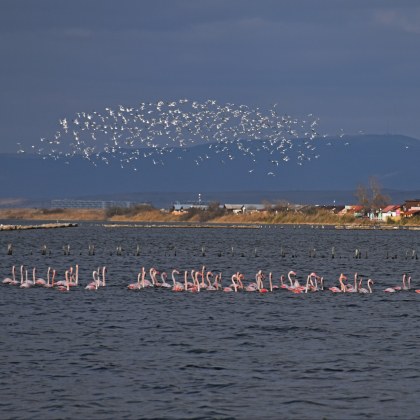 Поморийското солено езеро приюти колонии от екзотично розово фламинго Новината