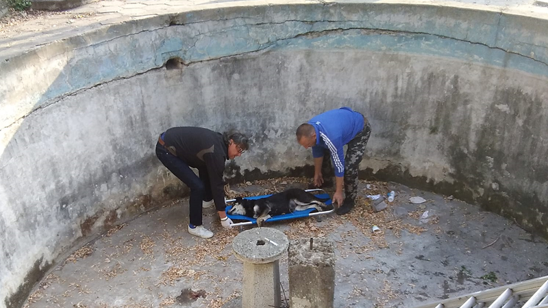 Изоставен фонтан се превърна в смъртоносен капан за животни СНИМКИ