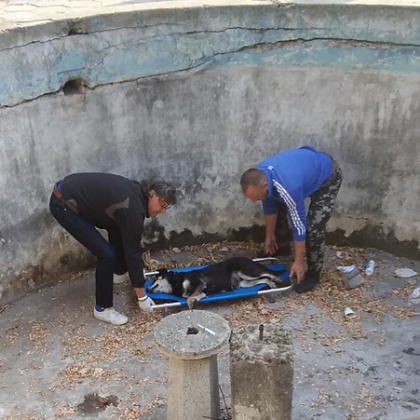 Опасност дебне животните в Стара Загора най вече бездомните Фонтанът намиращ се в УМБАЛ