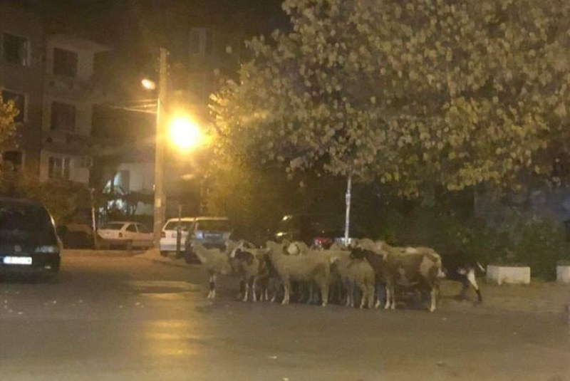 Не една - цяло стадо овце се разходиха в Асеновград СНИМКА
