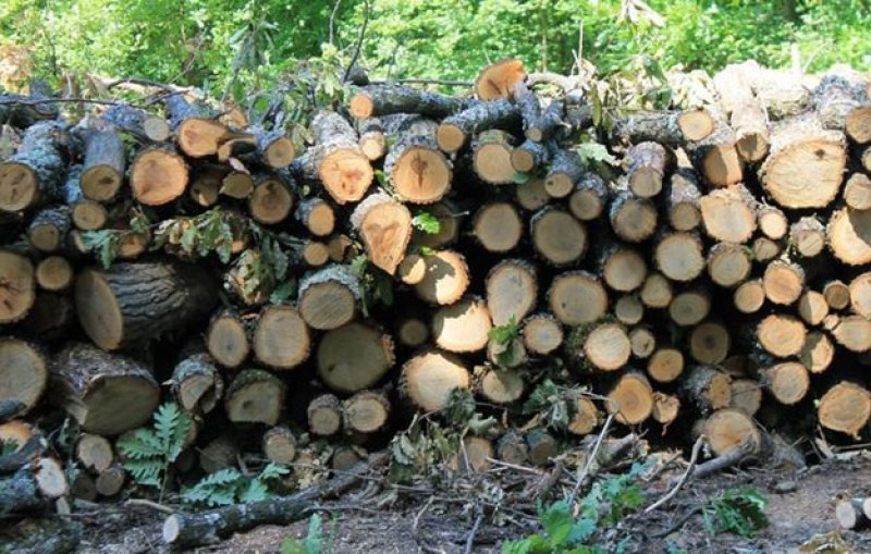 Жителите на десетки села остават без дърва за огрев за