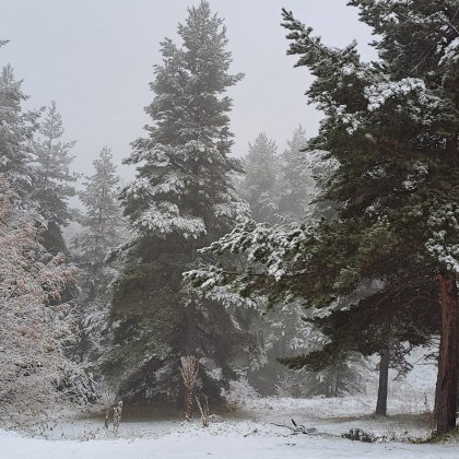 Сняг вали по високопланинските села в Родопите В повечето райони